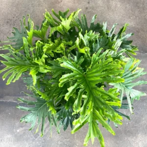 Philodendron Lickety Split Live Plant – Indoor Houseplant – Starter Size - Image 1