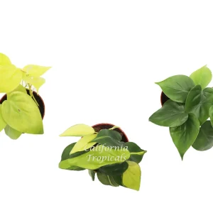 Philodendron Live Plant Assortment - 4'' Pot - Heart-Shaped Foliage - Indoor - Image 2