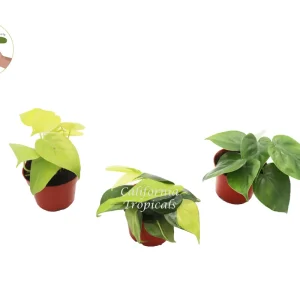 Philodendron Live Plant Assortment - 4'' Pot - Heart-Shaped Foliage - Indoor - Image 1