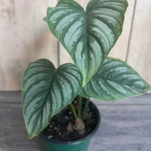 Philodendron Mamei Live Plant - Silver Cloud Aroid, 4-6 inch Pot, Indoor - Image 2
