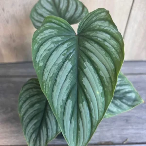 Philodendron Mamei Live Plant - Silver Cloud Aroid, 4-6 inch Pot, Indoor - Image 1