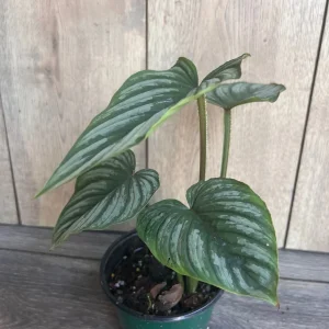 Philodendron Mamei Live Plant - Silver Cloud Aroid, 4-6 inch Pot, Indoor - Image 5