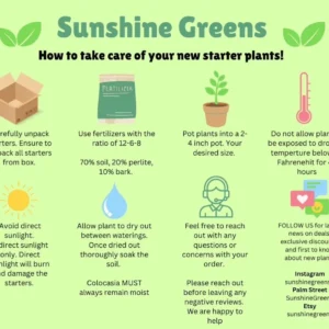 Philodendron Melanochrysum Live Plant – 4 inch Pot – Indoor Climber - Image 2