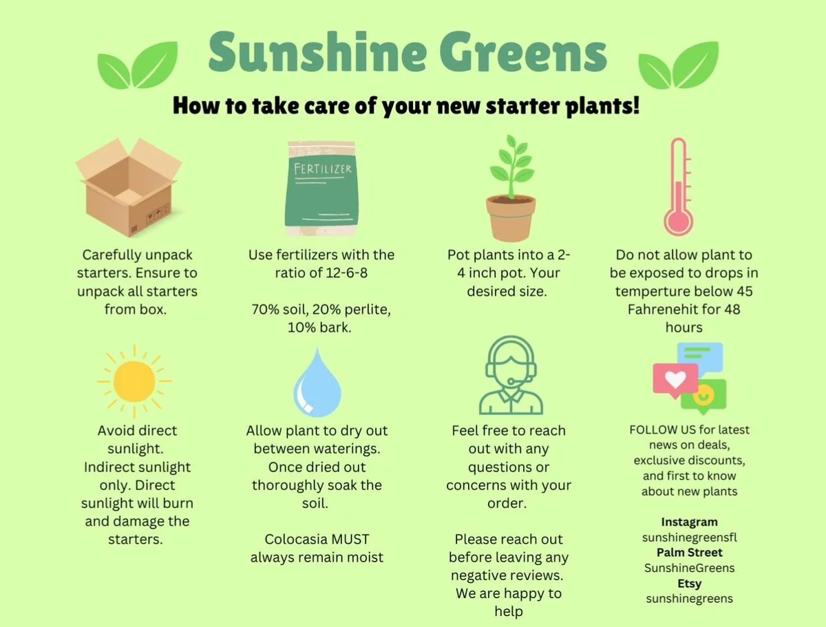 Philodendron Melanochrysum Live Plant – 4 inch Pot – Indoor Climber - Image 2