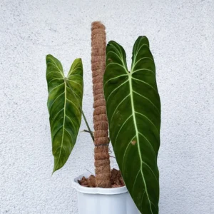 Philodendron Melanochrysum Live Plant – 4 inch Pot – Indoor Climber - Image 1