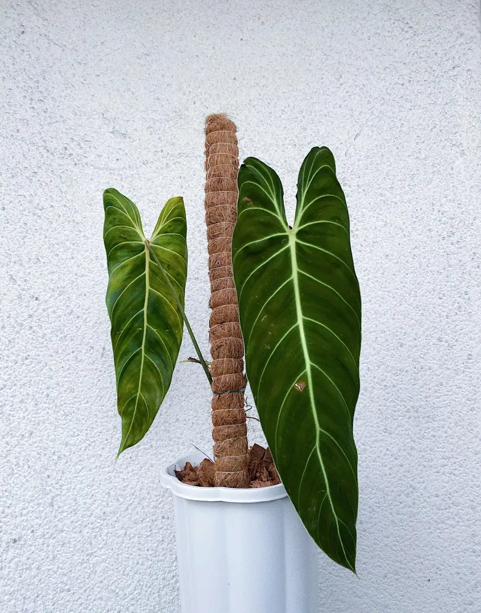 Philodendron Melanochrysum Live Plant – 4 inch Pot – Indoor Climber - Image 1