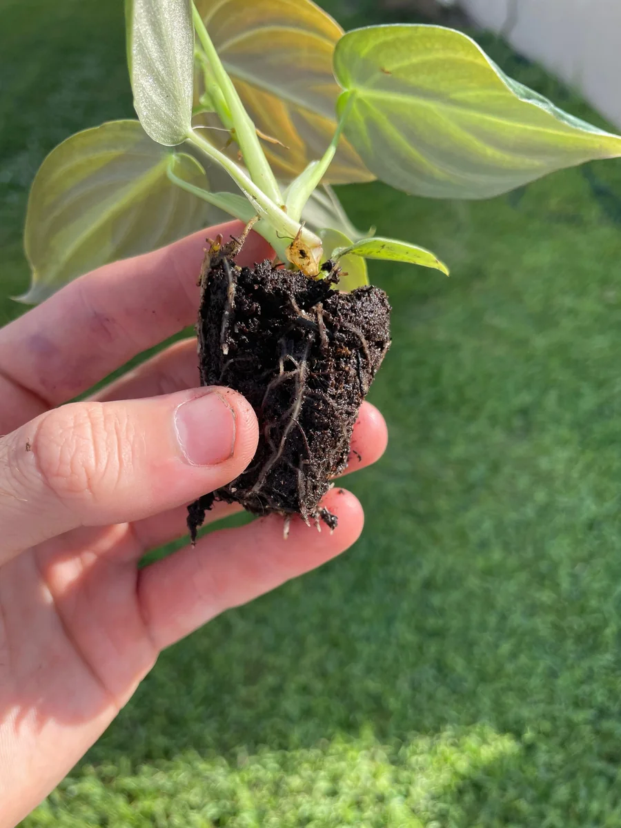 Philodendron Melanochrysum Live Plant - Rare Velvet Leaf Aroid Indoor - Image 10