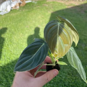 Philodendron Melanochrysum Live Plant - Rare Velvet Leaf Aroid Indoor - Image 2