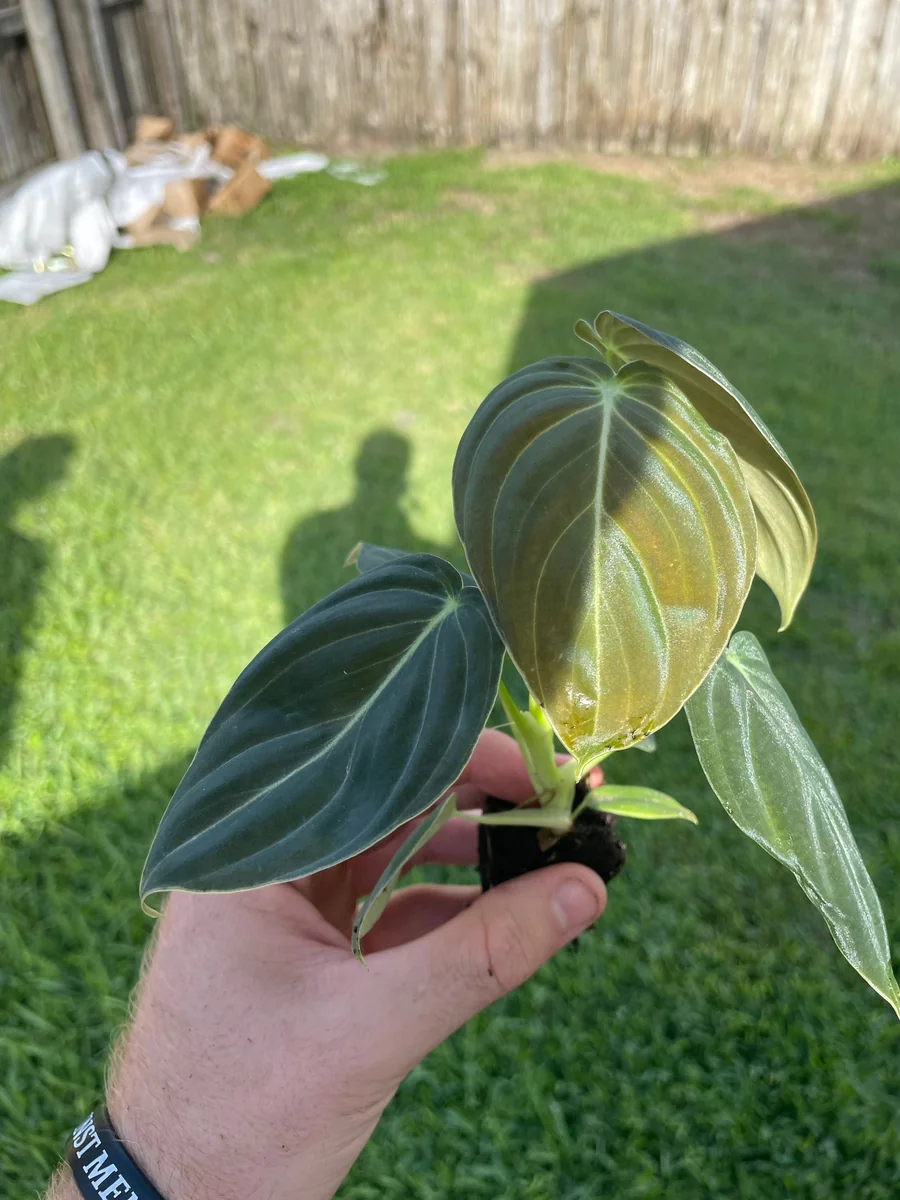 Philodendron Melanochrysum Live Plant - Rare Velvet Leaf Aroid Indoor - Image 2