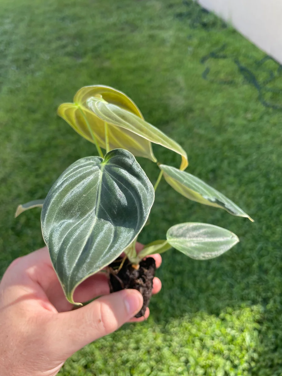 Philodendron Melanochrysum Live Plant - Rare Velvet Leaf Aroid Indoor - Image 3