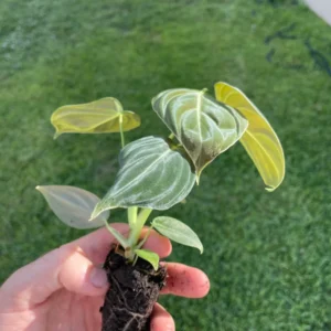 Philodendron Melanochrysum Live Plant - Rare Velvet Leaf Aroid Indoor - Image 5