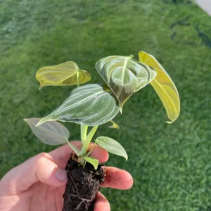 Philodendron Melanochrysum Live Plant - Rare Velvet Leaf Aroid Indoor - Image 6