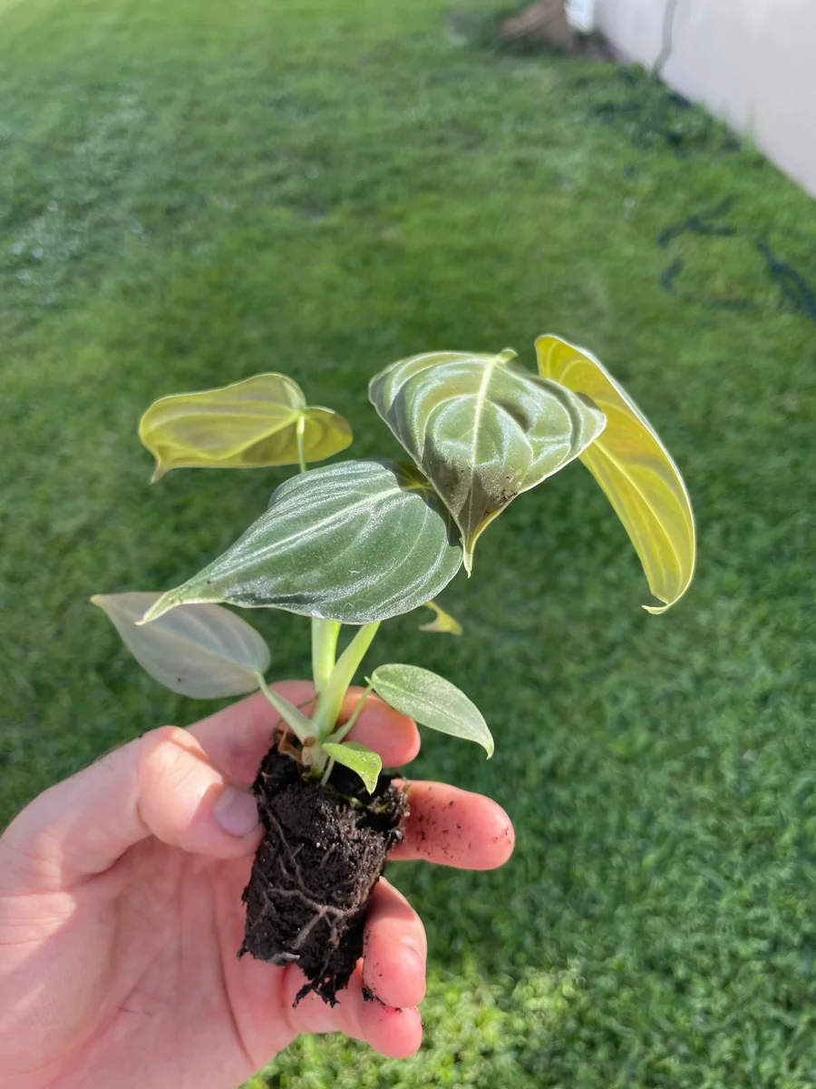 Philodendron Melanochrysum Live Plant - Rare Velvet Leaf Aroid Indoor - Image 6