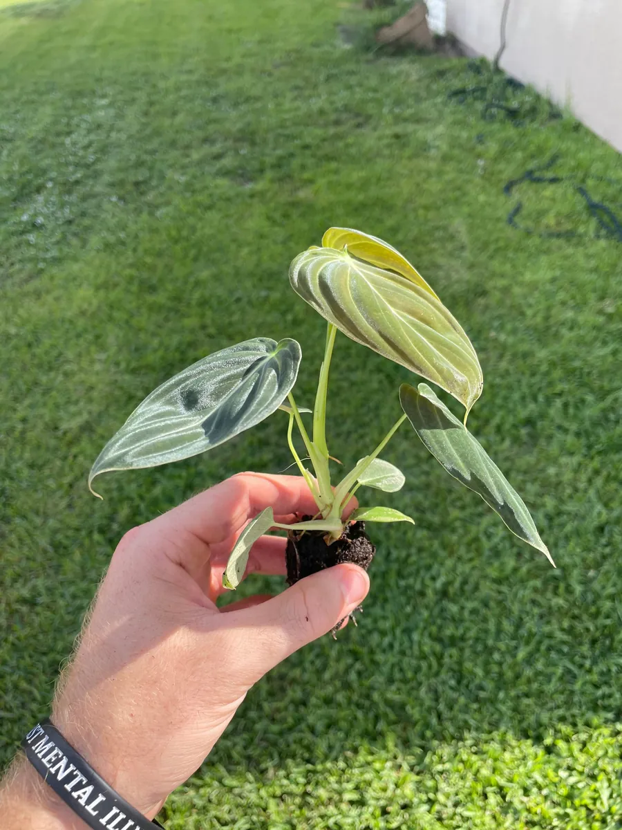 Philodendron Melanochrysum Live Plant - Rare Velvet Leaf Aroid Indoor - Image 8