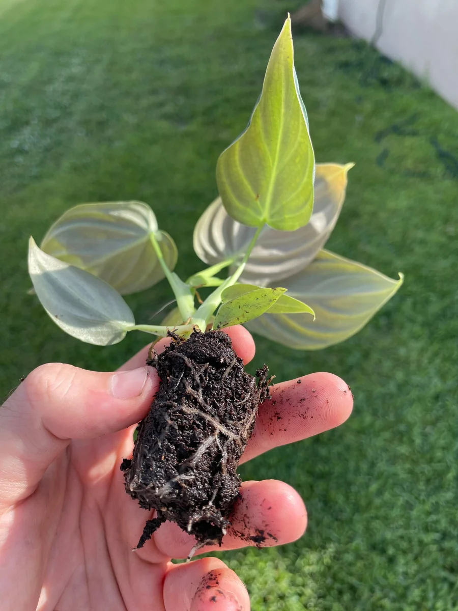 Philodendron Melanochrysum Live Plant - Rare Velvet Leaf Aroid Indoor - Image 9