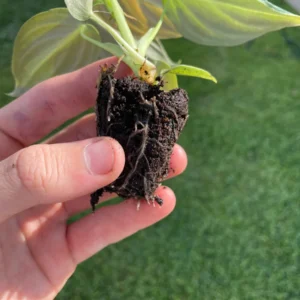 Philodendron Melanochrysum Starter Live Plant - Indoor Houseplant - Image 10