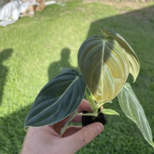 Philodendron Melanochrysum Starter Live Plant - Indoor Houseplant - Image 2
