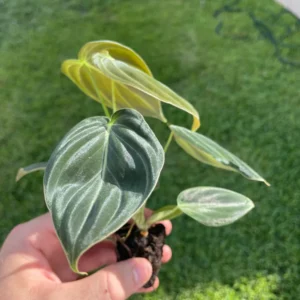 Philodendron Melanochrysum Starter Live Plant - Indoor Houseplant - Image 3