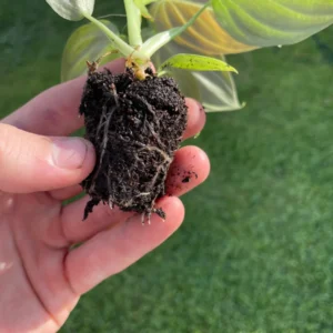 Philodendron Melanochrysum Starter Live Plant - Indoor Houseplant - Image 4