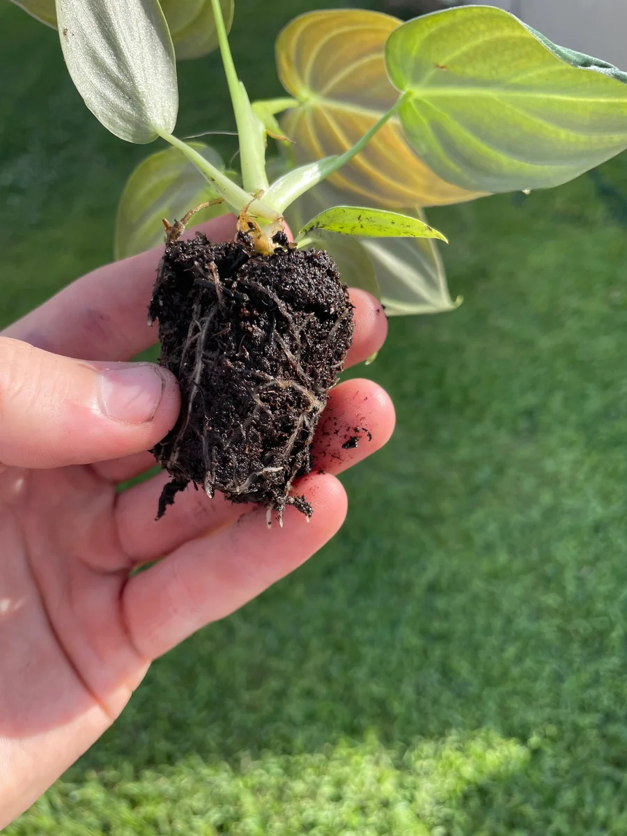 Philodendron Melanochrysum Starter Live Plant - Indoor Houseplant - Image 4