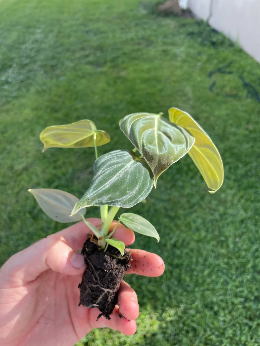 Philodendron Melanochrysum Starter Live Plant - Indoor Houseplant - Image 5