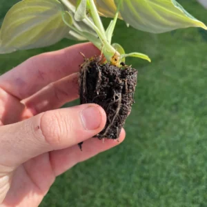 Philodendron Melanochrysum Starter Live Plant - Indoor Houseplant - Image 7