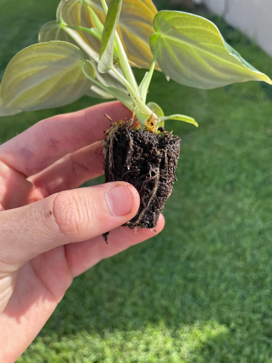 Philodendron Melanochrysum Starter Live Plant - Indoor Houseplant - Image 7