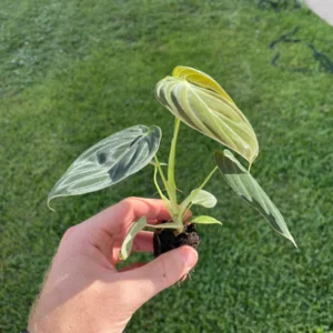 Philodendron Melanochrysum Starter Live Plant - Indoor Houseplant - Image 8
