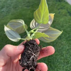 Philodendron Melanochrysum Starter Live Plant - Indoor Houseplant - Image 9