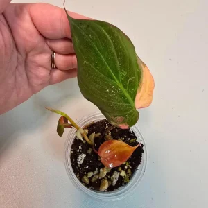 Philodendron Mican Aurea Live Plant - Variegated Collector Houseplant - Potted - Image 3