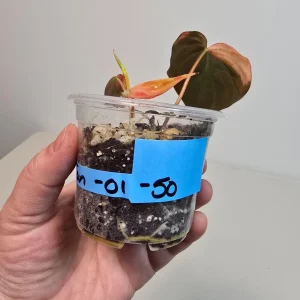 Philodendron Mican Aurea Live Plant - Variegated Collector Houseplant - Potted - Image 4