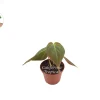 Philodendron Micans Live Plant – 2 inch Pot – Trailing Houseplant - Image 1
