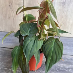 Philodendron Micans Live Plant – 4 inch Pot – Velvet Leaf Trailing Houseplant - Image 3