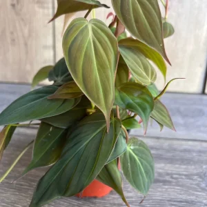 Philodendron Micans Live Plant – 4 inch Pot – Velvet Leaf Trailing Houseplant - Image 1
