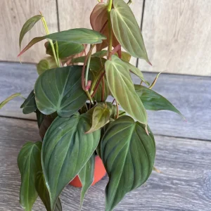 Philodendron Micans Live Plant – 4 inch Pot – Velvet Leaf Trailing Houseplant - Image 4