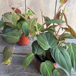 Philodendron Micans Live Plant – 4 inch Pot – Velvet Leaf Trailing Houseplant - Image 5