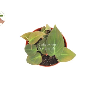 Philodendron Micans Live Plant – 4 inch Potted Houseplant – Indoor Plant - Image 2