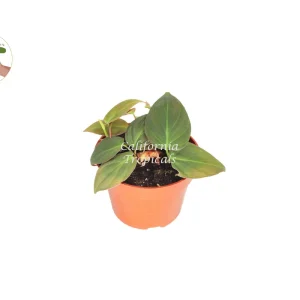 Philodendron Micans Live Plant – 4 inch Potted Houseplant – Indoor Plant - Image 1