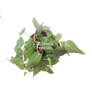 Philodendron Micans Live Plant – 6 inch Potted Houseplant – Indoor Vining Plant - Image 2