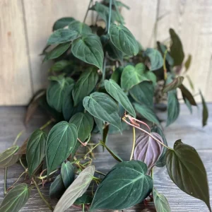 Philodendron Micans Live Plant – 8 inch HB Pot – Indoor Houseplant - Image 2