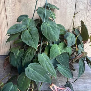 Philodendron Micans Live Plant – 8 inch HB Pot – Indoor Houseplant - Image 3