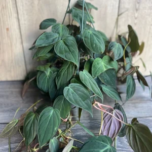 Philodendron Micans Live Plant – 8 inch HB Pot – Indoor Houseplant - Image 1