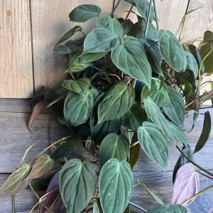 Philodendron Micans Live Plant – 8 inch HB Pot – Indoor Houseplant - Image 4