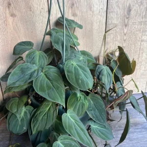 Philodendron Micans Live Plant – 8 inch HB Pot – Indoor Houseplant - Image 5