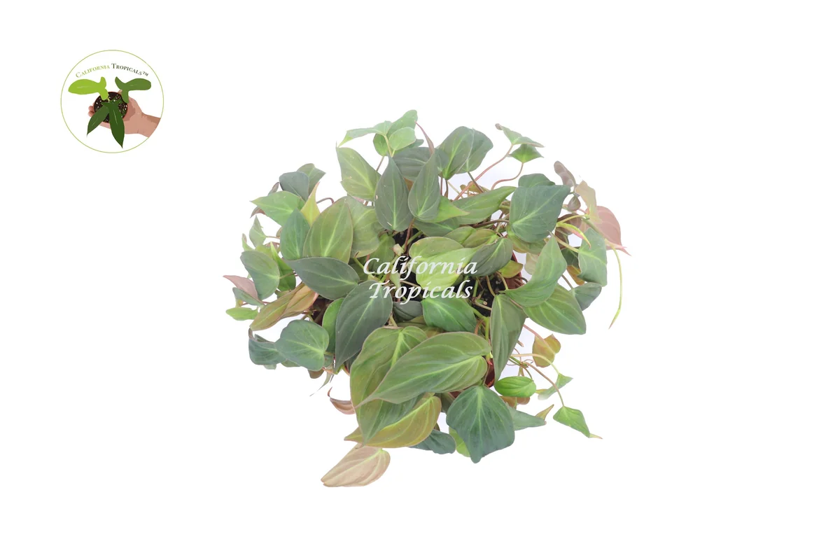 Philodendron Micans Live Plant – 8-Inch Pot – Velvet Leaf Trailing Houseplant - Image 2