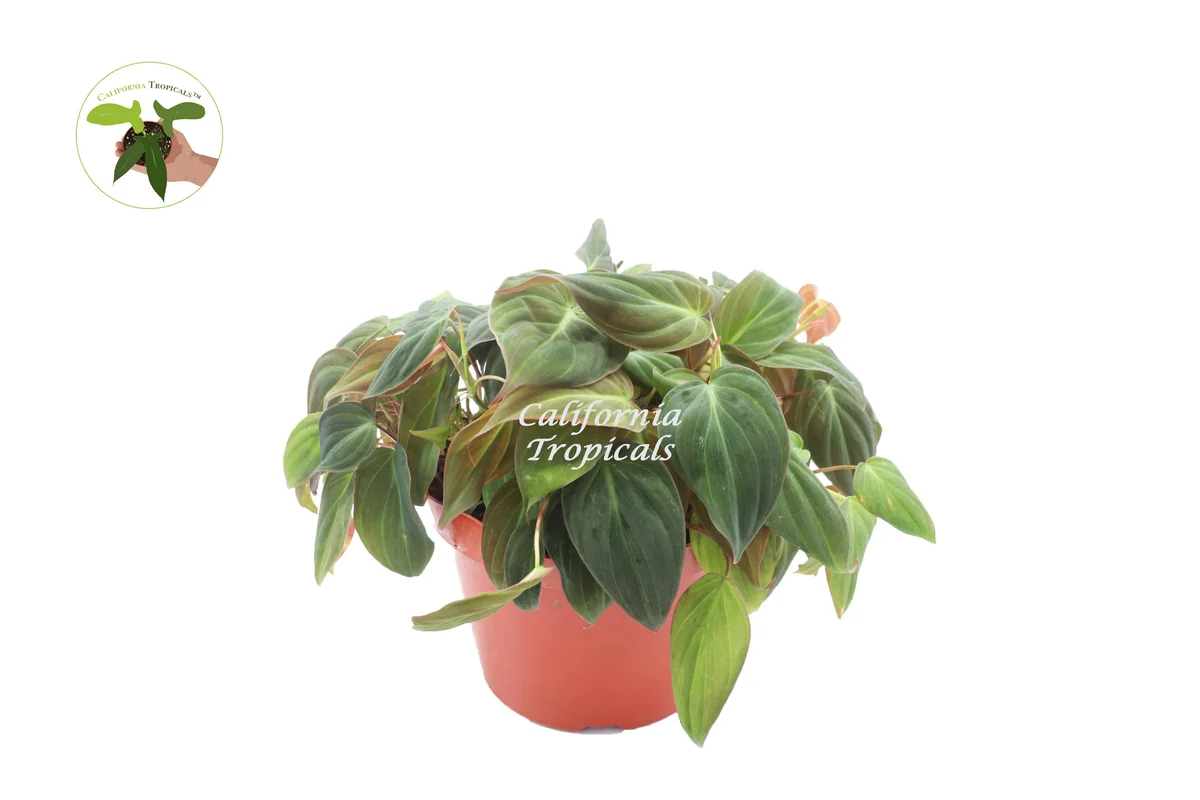 Philodendron Micans Live Plant – 8-Inch Pot – Velvet Leaf Trailing Houseplant - Image 1