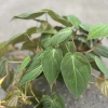 Philodendron Micans Live Plant – Heart-Shaped Velvet Leaves, 6-inch Pot, Indoor Trailing Plant - Image 1