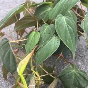 Philodendron Micans Live Plant – Heart-Shaped Velvet Leaves, 6-inch Pot, Indoor Trailing Plant - Image 4