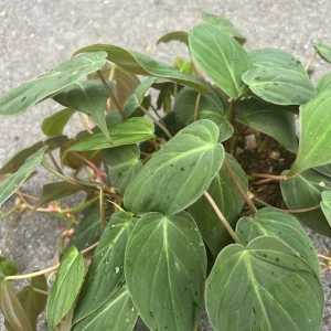 Philodendron Micans Live Plant – Heart-Shaped Velvet Leaves, 6-inch Pot, Indoor Trailing Plant - Image 5