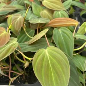 Philodendron Micans Live Plant – Velvety Heartleaf Trailing Houseplant – Indoor - Image 10